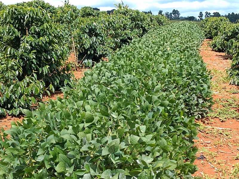 Plantio consorciado de café e soja traz bons resultados no Sul de Minas