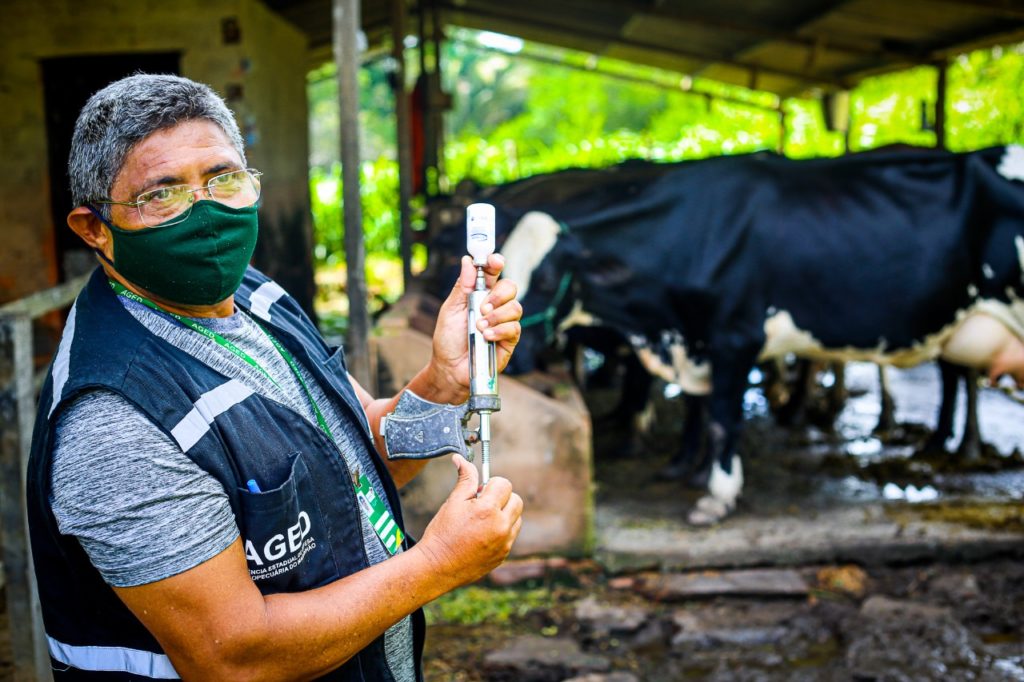 Vacinação de bois e búfalos contra febre aftosa começa no dia 1/5 em Minas