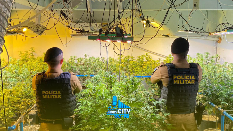 Homem é preso com 12 pés de maconha em Timóteo; plantação era mantida no quintal de casa