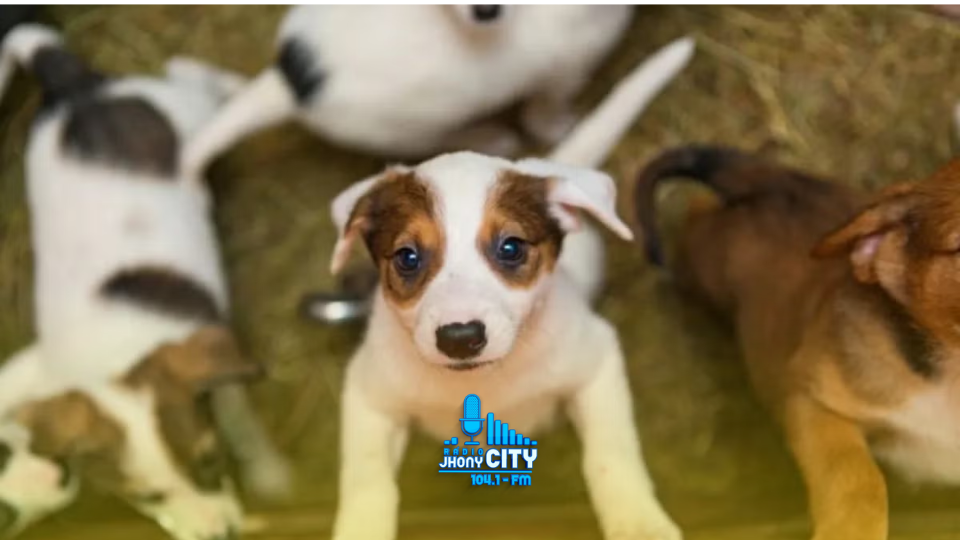 Evento de adoção de cães e gatos em Timóteo incentiva a guarda responsável